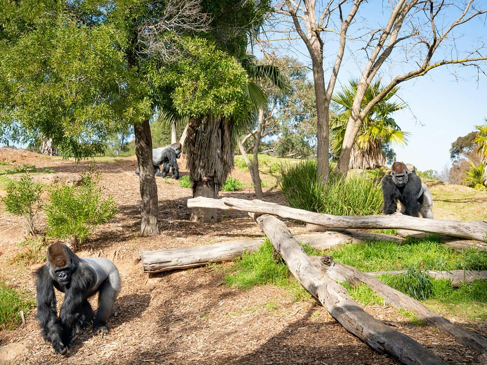 墨尔本动物园澳大利亚野生动物之旅 - Klook客路